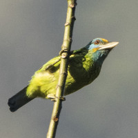 Yellow-fronted Barbet